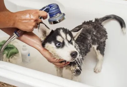 dog wash service