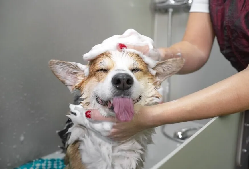 dog wash service