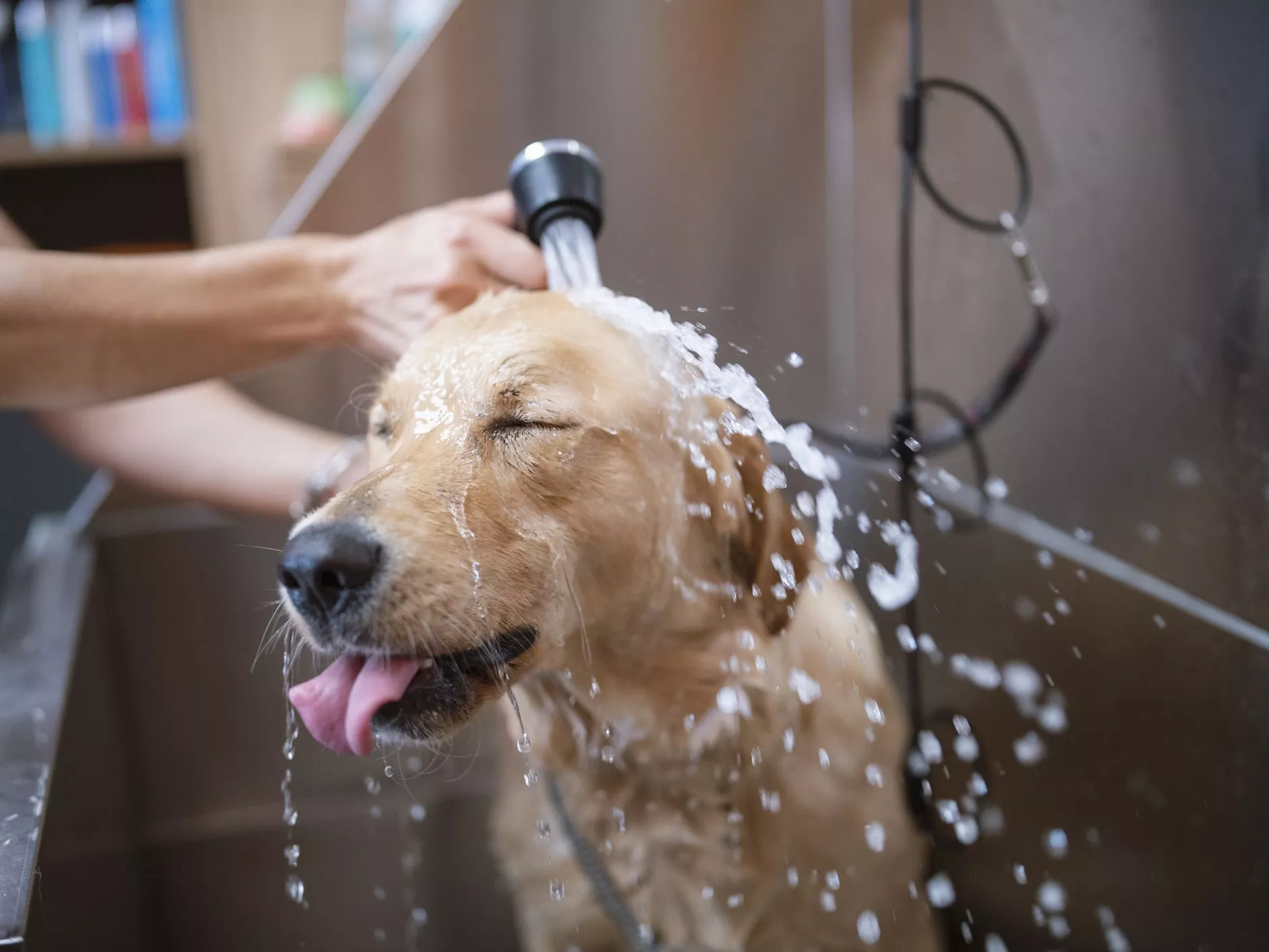 dog wash station in surrey